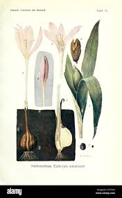 Image result for Colchicaceae