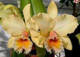 Pin On Exotic Orchids