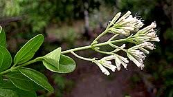 Image result for Mikania sagittifera