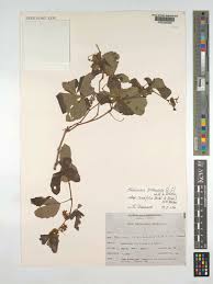 Image result for Rhoicissus tridentata