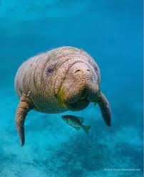 Check spelling or type a new query. Cute Manatee Tales