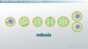Interphase synonyms, interphase pronunciation, interphase translation, english dictionary definition of interphase. Cell Metaphase Definition Explanation Science Class Video Study Com
