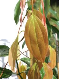 Image result for Cinnamomum