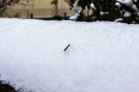 Zwei arten von mücken (nematocera) begegnen uns in mitteleuropäischen regionen häufig im haus Mucken Im Winter Wo Und Wie Uberwintern Mucken