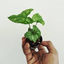 Image result for Cercestis congensis