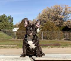 French Bulldog Puppy Brindle French Bulldog French Bulldog Puppy French Bulldog