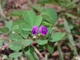 Image result for Grona triflora