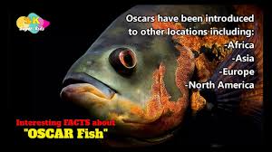 Oscars do have teeth that are placed at back in the mouths. Interesting Facts About Oscar Fish Fish With Throat Teeth Youtube