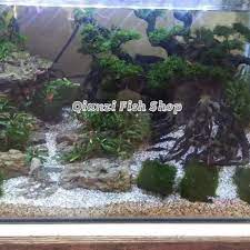 Aquarium kabinet bipet kayu jati ukuran sesui pesenan. Jual Dekoran Aquascape Ukuran 70 X 40 X 40 Cm Full Set Jakarta Barat Qianzi Fish Shop Tokopedia