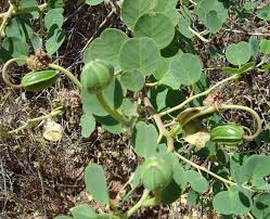 Image result for Crotalaria spinosa