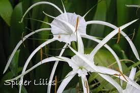 White and yellow flower in bloom. Types Of Lily Flowers To Grow Indoors