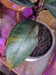 Tan, brown or black spots develop and spread as the disease progresses, sometimes causing the entire leaf to die. Ficus Elastica Leaves Turning Black Yellow What S Wrong Album On Imgur