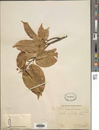 Image result for Craibia zimmermannii