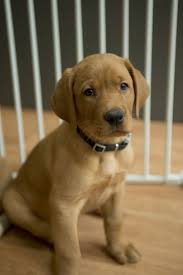 We did not find results for: Pin On Cute Puppies