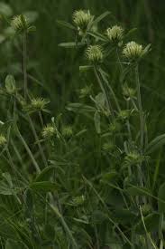 Image result for Trifolium squarrosum