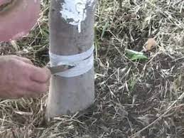Pheromones are attractants produced by female moths to attract males. Organic Codling Moth Control Youtube