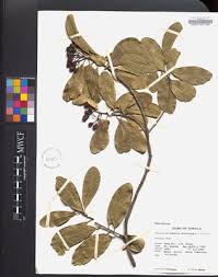 Image result for Canellaceae