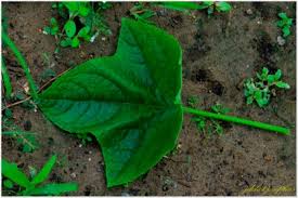 Image result for Cucumis aetheocarpus