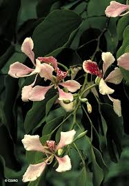 Image result for Bauhinia monandra