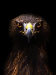 Maybe you would like to learn more about one of these? Eagle Eyes Pet Birds Spiritual Animal Celestial Art