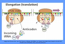 Protein Synthesis