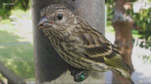 Sanitation helps prevent the spread. Potential Salmonella Outbreak Among Birds In Portland Kgw Com