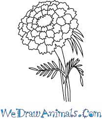 Next draw the petals by drawing lots of little petals moving outward from the center of the flower. How To Draw A Marigold Flower