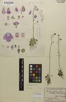 Image result for Genlisea africana