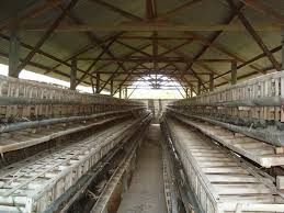 Harga telur ayam anjlok dalam beberapa pekan terakhir. Peternakan Ayam Bangkok Kediri Jawa Timur Tentang Kolam Kandang Ternak