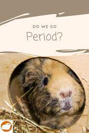 Pin On Guinea Pigs