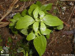 Image result for Synedrella nodiflora