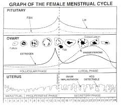 Female Cycle Chart Hoover Al Apol Chiropractic