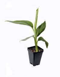Very rare and hard to find. Ice Cream Hardy Banana Plant Tasty Fruit Tree Live Plant Buy Online In United Arab Emirates At Desertcart Ae Productid 97635924
