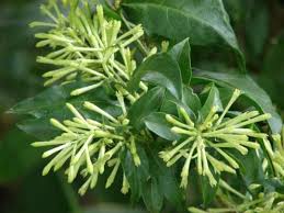 Night blooming jasmine indoor plant. Things To Know About The Night Blooming Jasmine Cestrum Nocturnum Dengarden