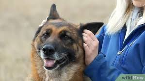 And certainly don't give him fever reducers designed for humans, since they may be poisonous to a canine. How To Take A Dog S Temperature Without Using A Thermometer