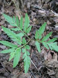 Image result for Botrychium dissectum