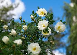 32 free stock pictures of flowers. Growing Roses How To Plant And Care For Roses The Old Farmer S Almanac