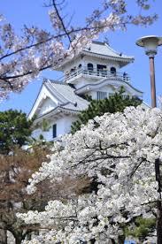 In Full Bloom Cherry Blossom Nagahama Castle Shiga Ken