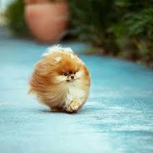 Awkward Trend Round Dog Haircuts Cute Baby Animals Cute Animals Cute Dogs