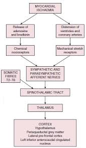 ischemic heart disease pathophysiology epomedicine