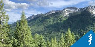 One is root node, where the data splits, and other is decision it lets the tree to be grown to their maximum size and then to improve the tree's ability on unseen data. The Sustainable Forestry Initiative And Plt Canada Welcome The Fall Economic Statement Investments In Green Jobs And Two Billion Trees Project Learning Tree Canada