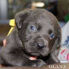 We did not find results for: 17 Charcoal Labs Ideas Charcoal Lab Charcoal Lab Puppies Puppies