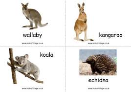 Australian Animals Flashcards Animal Flashcards Australia Animals Australian Animals