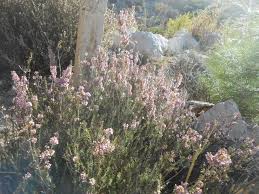 Image result for Erica wildii