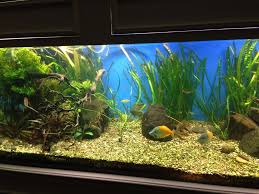 Image Result For Black Sand Aquarium Aquarium Black Sand Sand