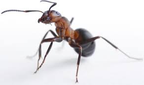 Saúva é designação comum às formigas,especialmente as do gênero atta,da família dos formicídeos.conta com cerca de duzentas espécies,nativas do novo mundo e abundantes na região neotropical.elas cortam pedaços de folhas. Formiga Familia Formicidae Brasil Escola