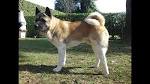 American Akita - Is This Dog Right For You?