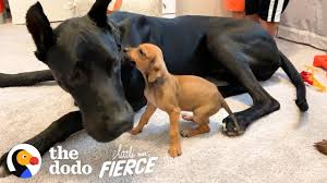 Great dane puppies & dogs for sale/adoption. Tiny Scared Puppy Falls In Love With A 120 Pound Great Dane The Dodo Little But Fierce Youtube