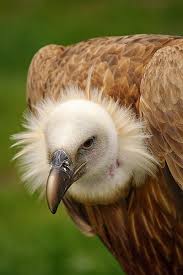 Pin On Birds