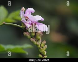 Image result for Canavalia africana